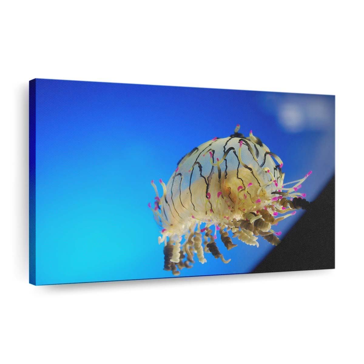 curly jellyfish wallpaper