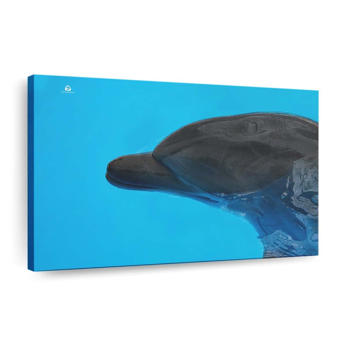 dolphin 5 wallpaper