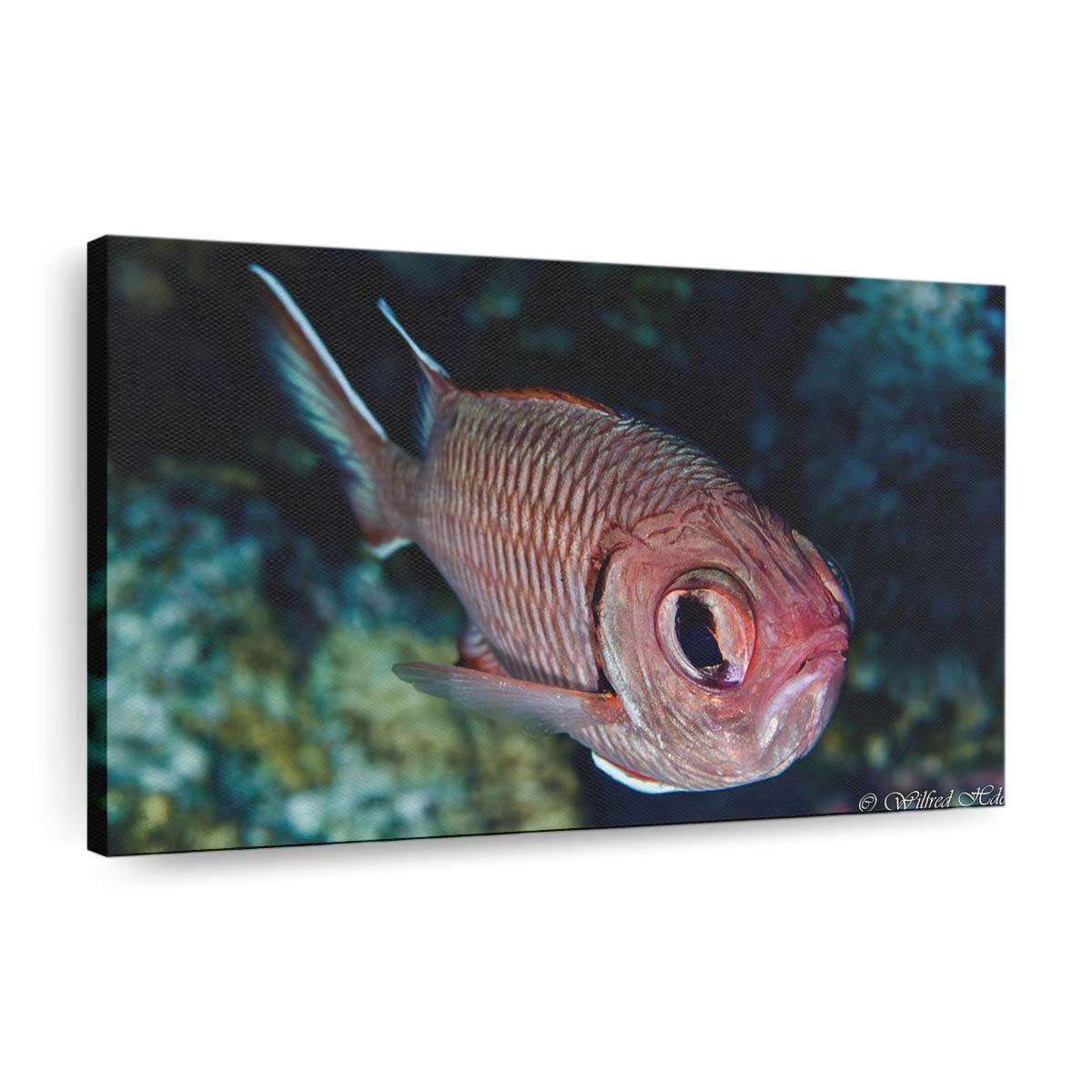red fish with big eyes wallpaper