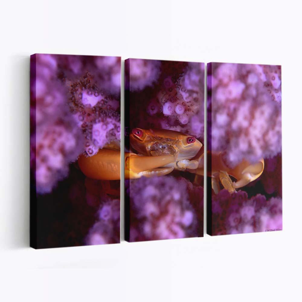 coral guard crab red sea wallpaper