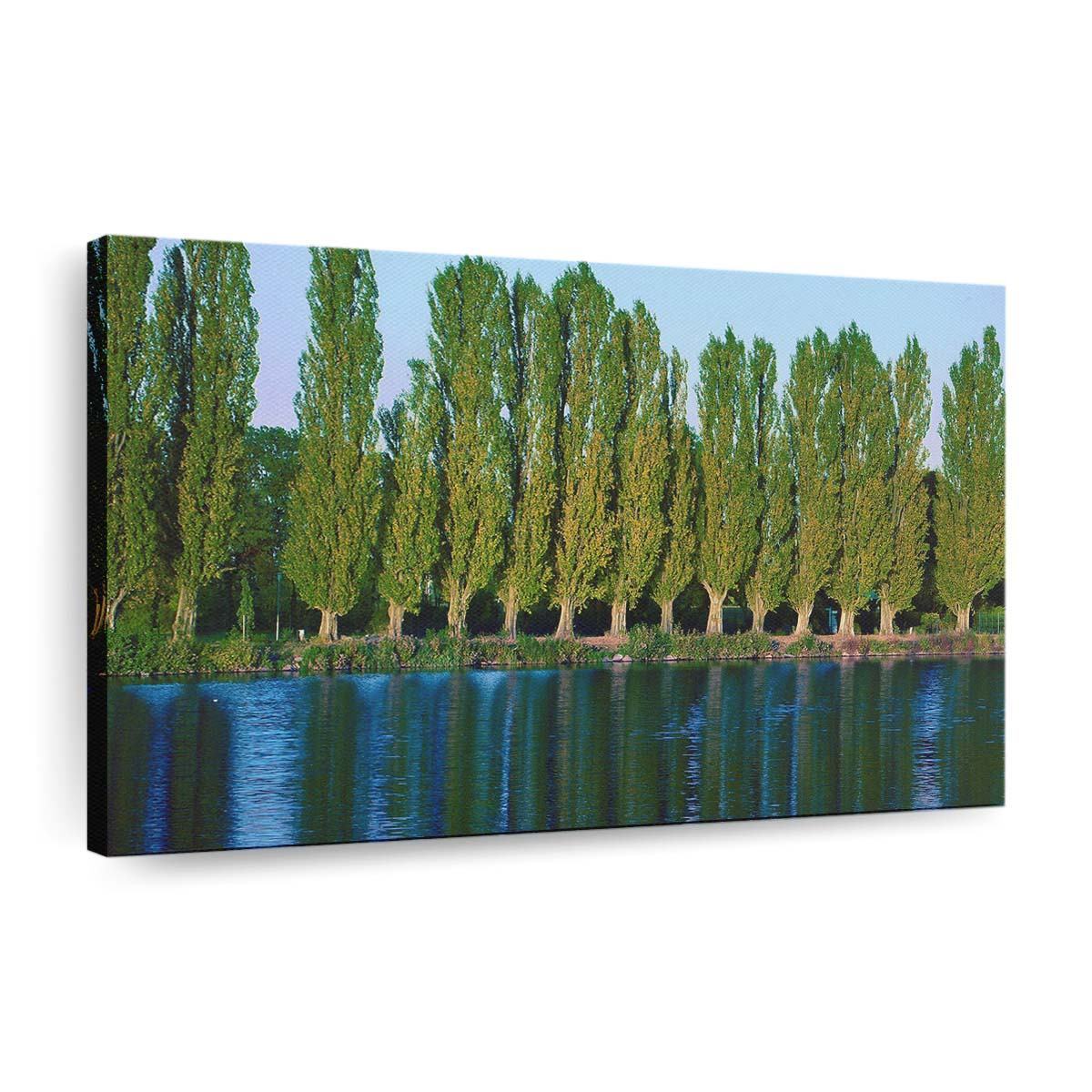 poplar trees near lake wallpaper